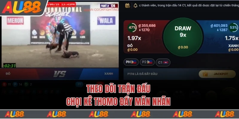 Trải Nghiệm Sảnh Đá Gà Au88 Với 200+ Trận Đấu Mỗi Ngày 4 Theo dõi trận đấu chọi kê Thomo đầy mãn nhãn