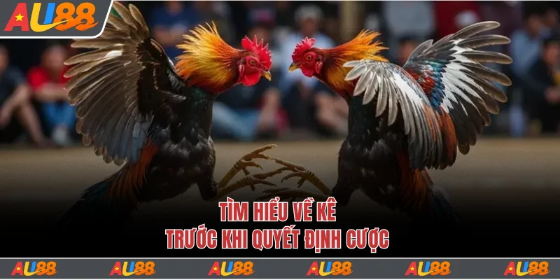 Tìm hiểu sơ lược về đá gà cựa dao Au88