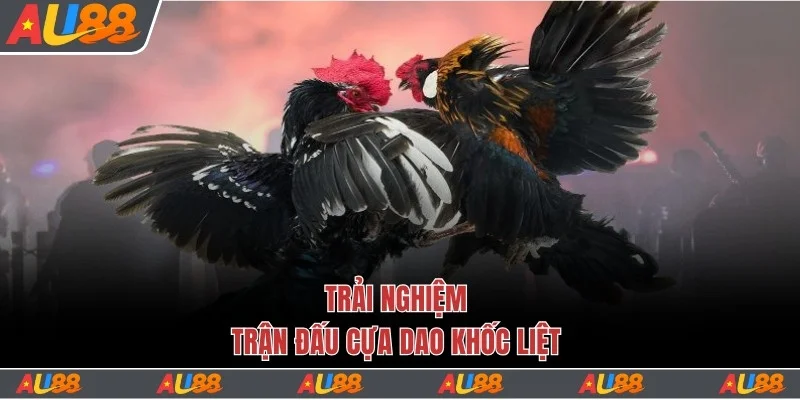 Trải Nghiệm Sảnh Đá Gà Au88 Với 200+ Trận Đấu Mỗi Ngày 3 Trải nghiệm trận đấu cựa dao khốc liệt